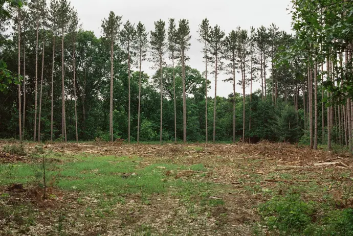 a lot of trees that are in the grass